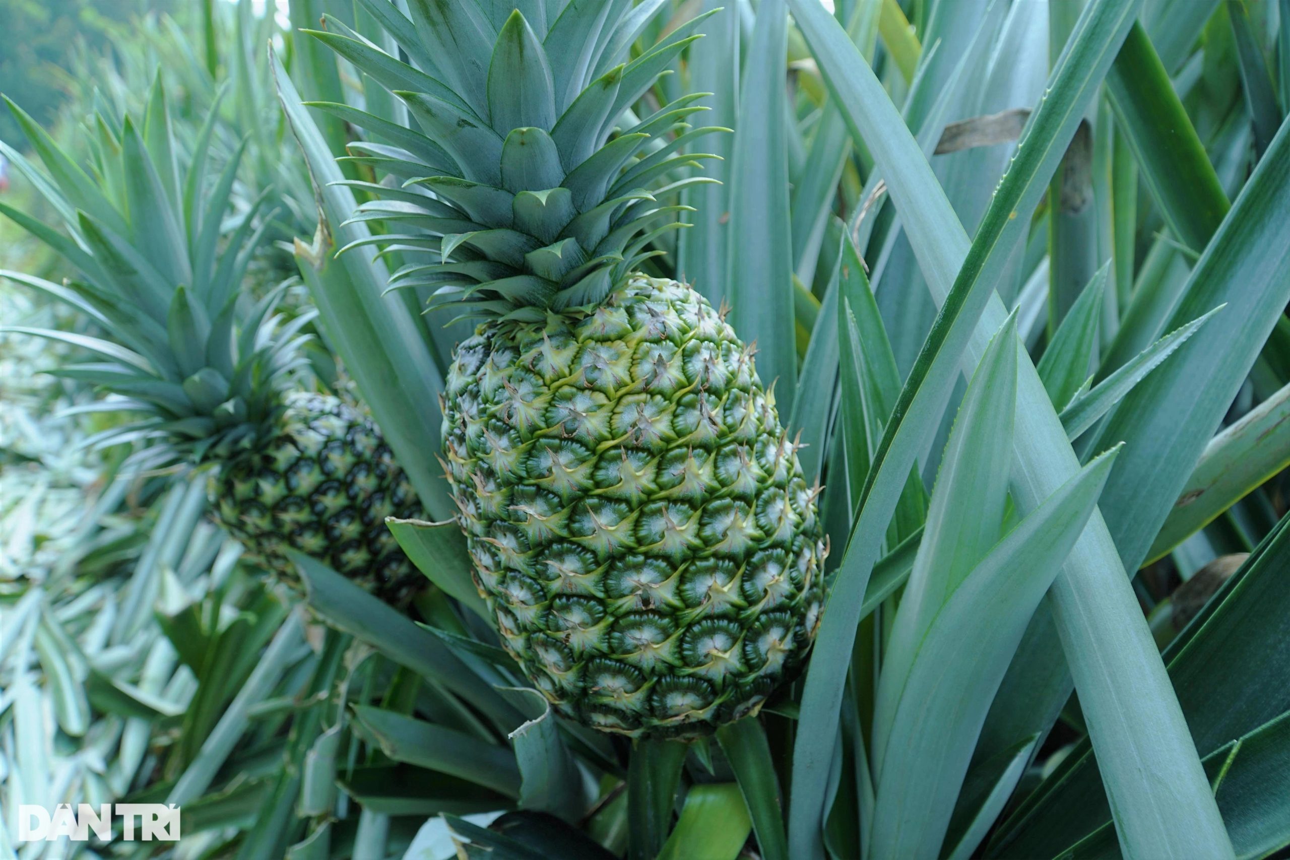 Pineapple