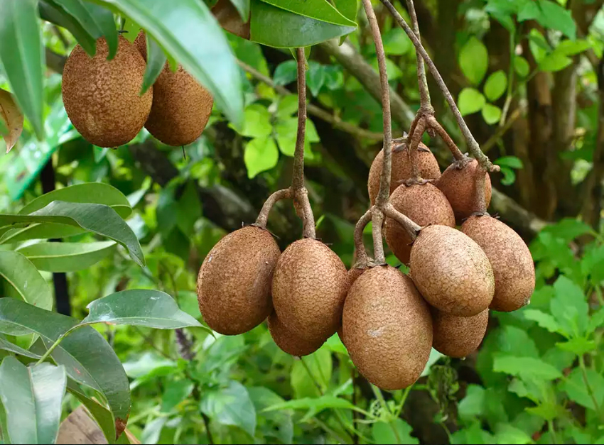 Sapodilla