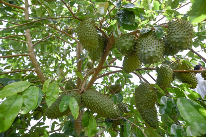 Soursop