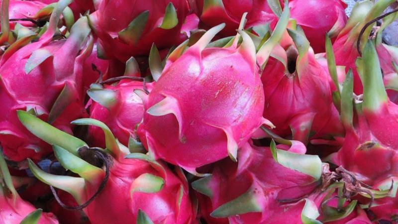 Dragon Fruit