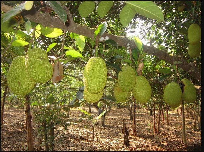 Jackfruit